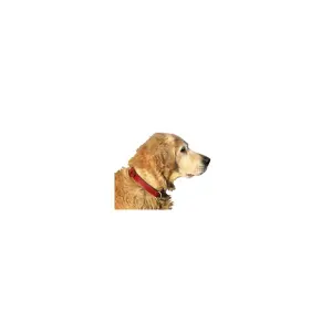 Hundehalsband aus Leder Bobby Haute Finition image-1