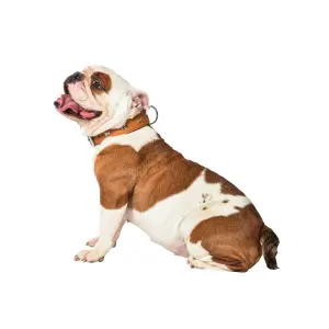 Collier pour chien en cuir extra souple Bobby image-1