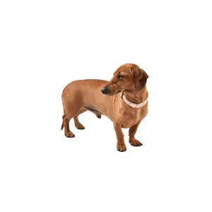 Hundehalsband Bobby Nala image-1