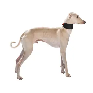 Collier pour chien Bobby Levrier Oscar image-1