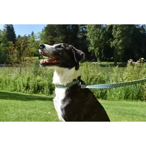 Hundehalsband Bobby Pretty image-1