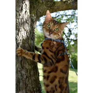 Harnais avec laisse pour chat Bobby Geisha image-1