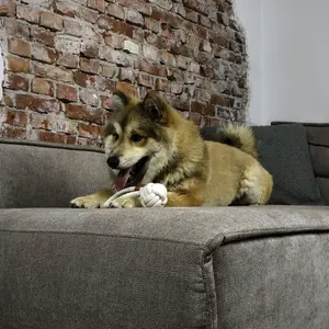 Pelota para perro de algodón trenzado con hebilla D&D Home Harper image-4