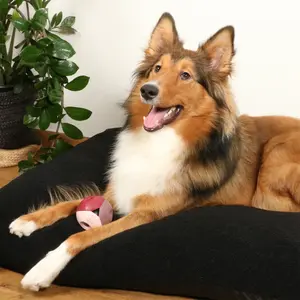 Bola de cão D&D Home Luca Rosewood image-2