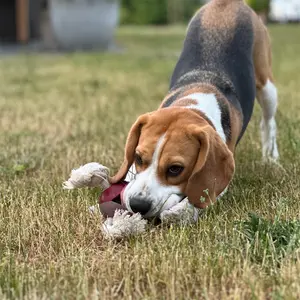 Corde pour chien avec balle D&D Home Levi Rosewood image-3