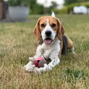 Corde pour chien avec balle D&D Home Levi Rosewood image-4