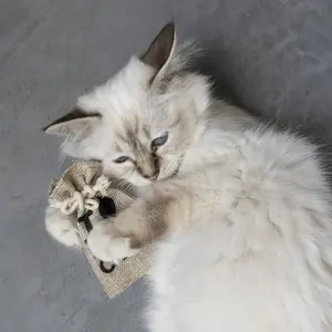 Oplaadbaar etui D&D Home I love happy Cats image-3