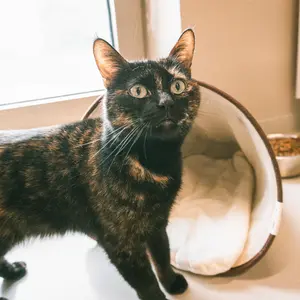 Cat basket D&D Home Logan image-1