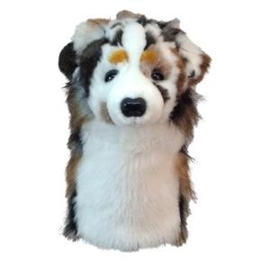 dahcaus-der-australian-shepherd-club-deckt-daphne-bois-weiss-braun-schwarz-tu