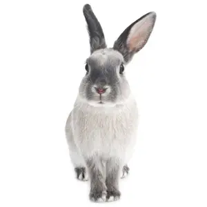 Αυτοκόλλητα μωρού Dekornik Harry The Rabbit image-0