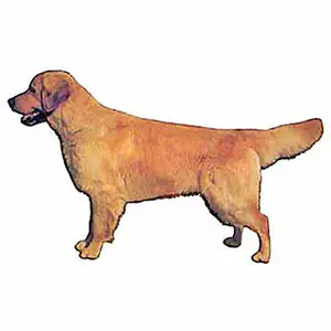 Körperaufkleber Difac Retriever (x4) image-0