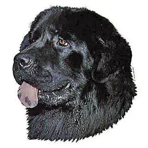 Stickertjes Difac Terre Neuve (x4) image-0