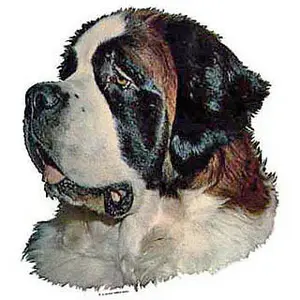 Aufkleber Difac Saint Bernard (x2) image-0