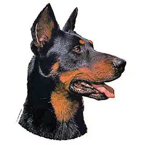 Aufkleber Difac Beauceron (x4) image-0