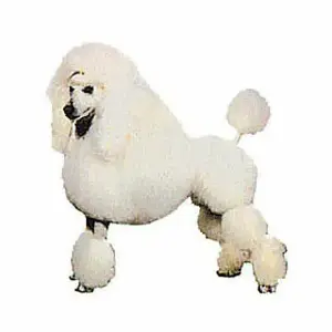 Aufkleber Difac Caniche (x2) image-0