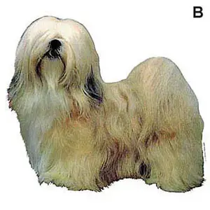 Autocolantes Difac Lhassa Apso (x4) image-0
