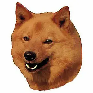 Aufkleber Difac Finnisch Spitz (x2) image-0