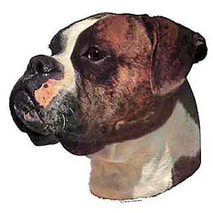 Aufkleber Difac Boxer Fauve O (x4) image-0