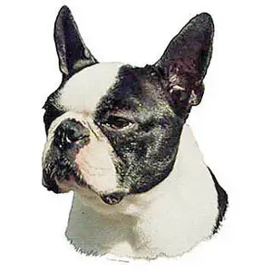 Autocollants Difac Border Terrier (x2) image-0