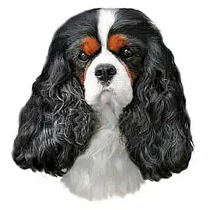 Aufkleber Difac Cavalier K.charles Tricol (x2) image-0