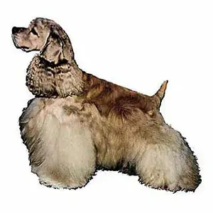 Aufkleber Difac Cocker Américain Crème (x2) image-0