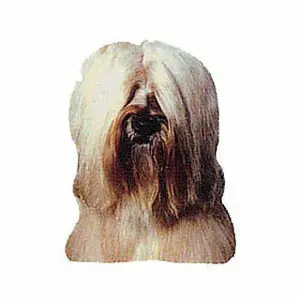 Aufkleber Difac Terrier Du Tibet (x4) image-0
