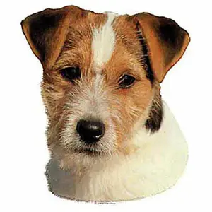 Stickertjes Difac Jack Russel Terrier (x4) image-0