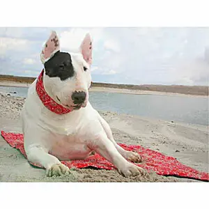 Alfombra para perro Difac Aqua coolkeeper Cooling image-0