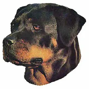 Stickertjes Difac Rottweiler Femelle (x2) image-0