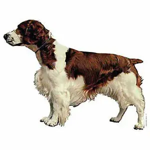Stickertjes Difac Springer spaniel (x2) image-0