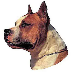 Aufkleber Difac American Staffordshire (x4) image-0