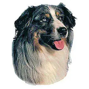 Aufkleber Difac Berger Australien (x4) image-0