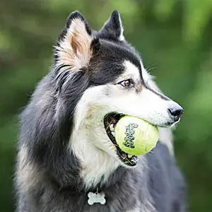Tennisbal voor honden Difac Squeaker image-2