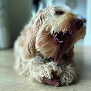 Jouet pour chien Difac T-Bone Chew Beef image-1
