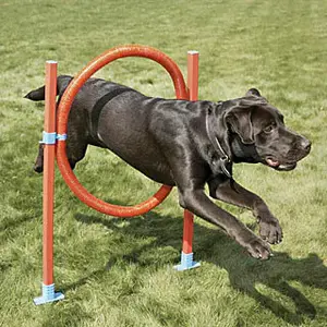 Agility tire dog strategy game Difac Garden