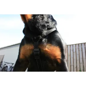 Arnés para perro en H Dogman Iris image-1