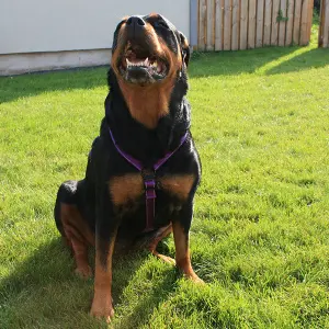 Imbracatura per cani a H Dogman Iris image-2