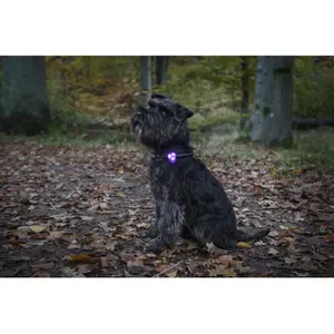Collier pour chien clignotante basique LED Dogman image-1