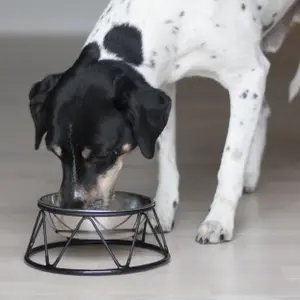 Tazón Dogman Menja image-2