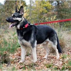 Halsband für Hunde aus Nylonbändern Duvoplus Classic image-2