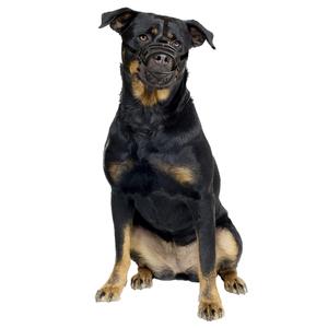 Mundkurv af gummi til hunde Duvoplus image-6