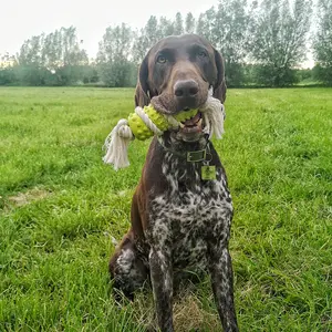 Παιχνίδι για σκύλους Duvoplus stick en caoutchouc avec coton Bambou/Riz image-2