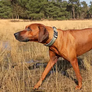 Coleira de moda para cães Duvoplus Ultimate Fit Control XL image-2