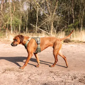 Κλασικό λουρί και σχήμα για σκύλο Duvoplus Ultimate Fit No-pull XS image-1