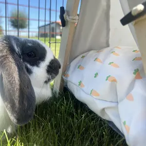 Jaula para roedores y conejos Duvoplus Carrot Tipi image-5