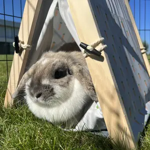 Jaula para roedores y conejos Duvoplus Carrot Tipi image-6