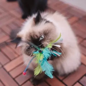 1717031-igelkott-boll-duvoplus-tpr-orange-bla-8x4-5x4-5-cm