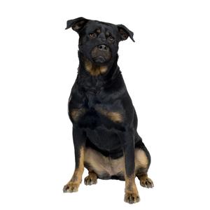 4705135-nylon-dog-muzzle-flat-muzzle-duvoplus-black-51x71-cm