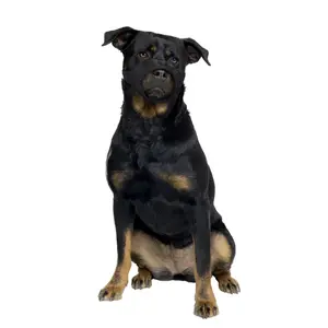 4705135-nylon-hundmunstycke-med-platt-munstycke-duvoplus-svart-51x71-cm