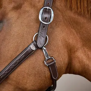 Leather halter for horses Dy'on Fancy Working Collection image-3